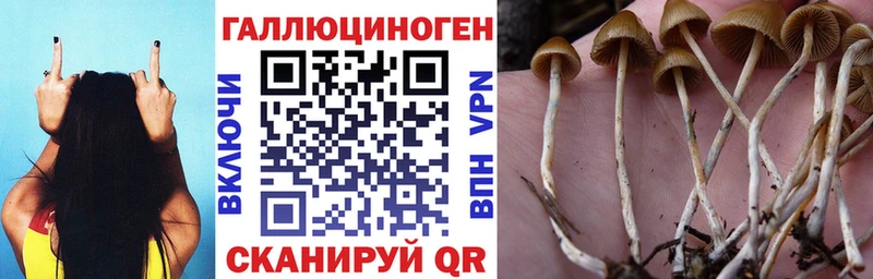 Галлюциногенные грибы мицелий  KRAKEN как войти  Пущино 
